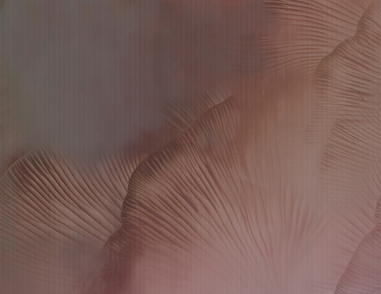 TECNOGRAFICACUS - SIREN-SONG_CORAL_web.jpg